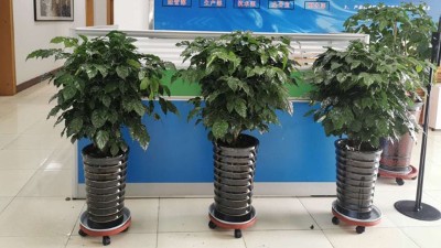 办公环境大升级！太平洋搅拌站为办公大厅、办公室等区域统一布置绿植